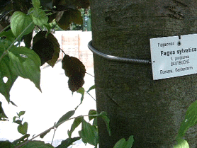 Arbordata - der Online-Baumkataster
